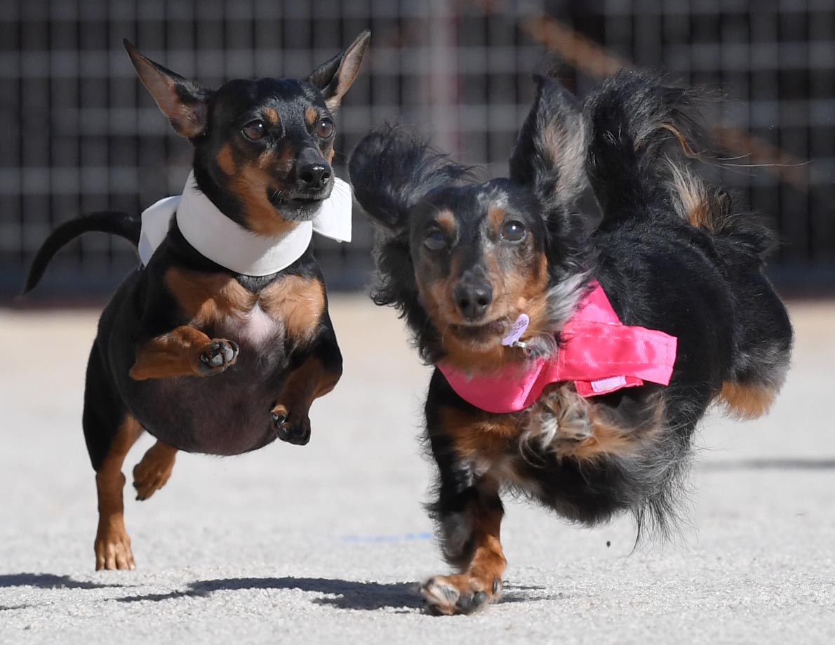 Weiner Fest 2017 29.jpg